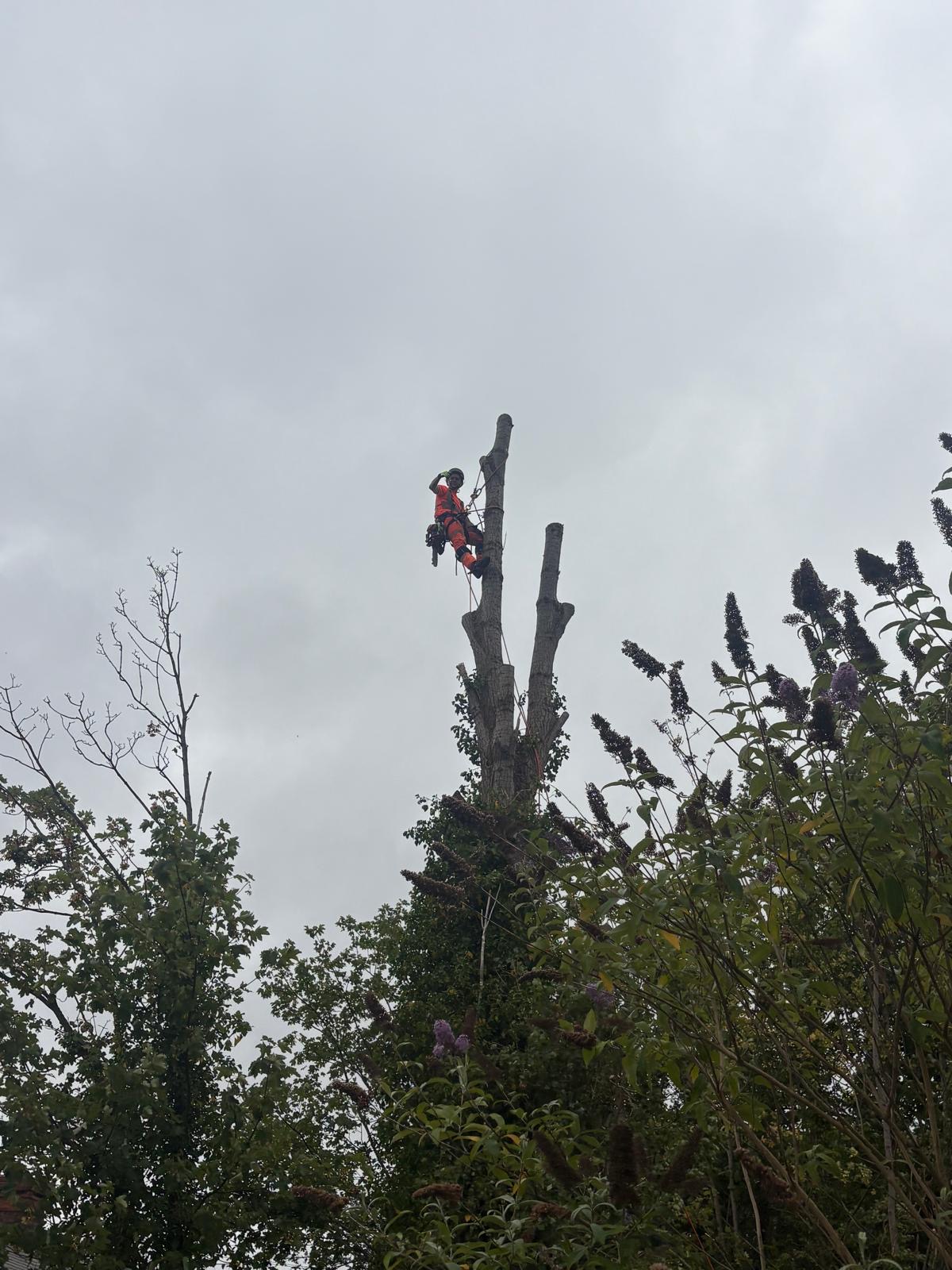 J&D Forestry climber high up on a tree during a job