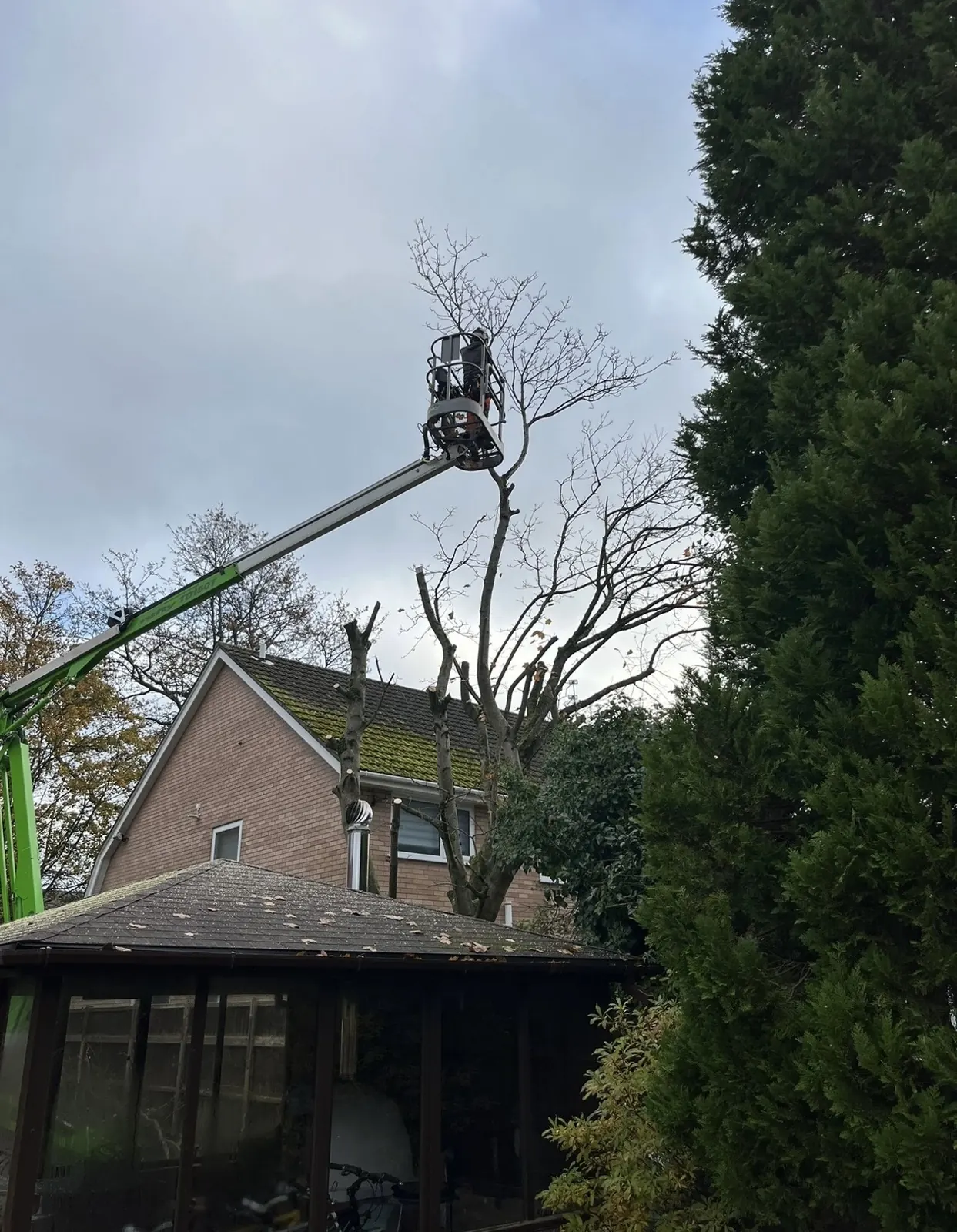 Tree work using access platform in a residential garden