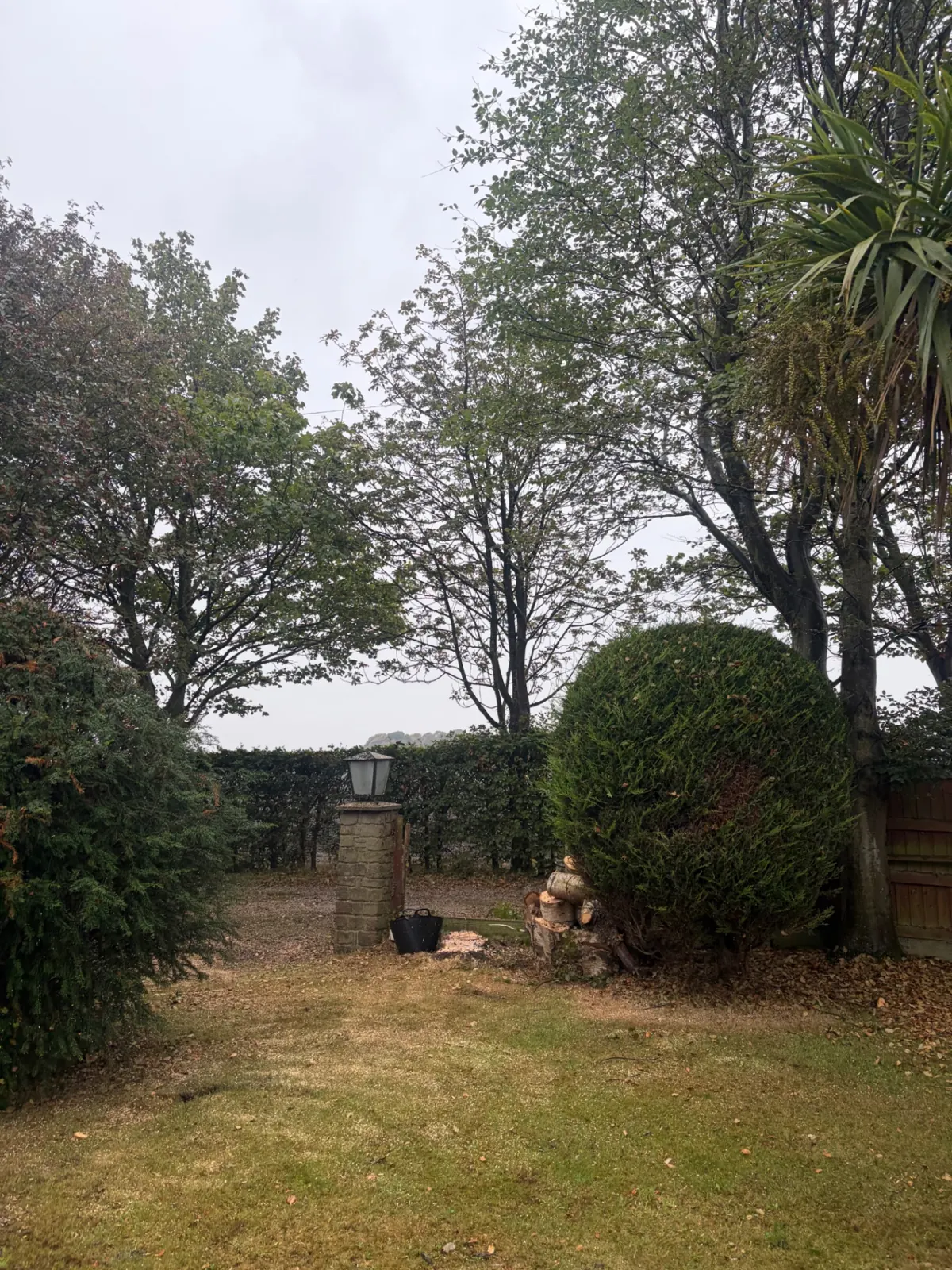 Overgrown garden thinned and opened up by James David Forestry Ltd — before