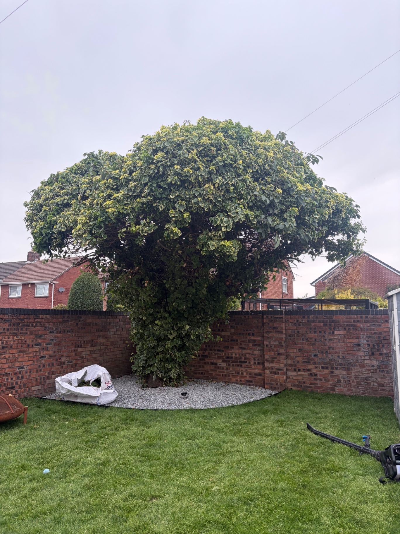 Overgrown garden tree reshaped by J&D Forestry — before