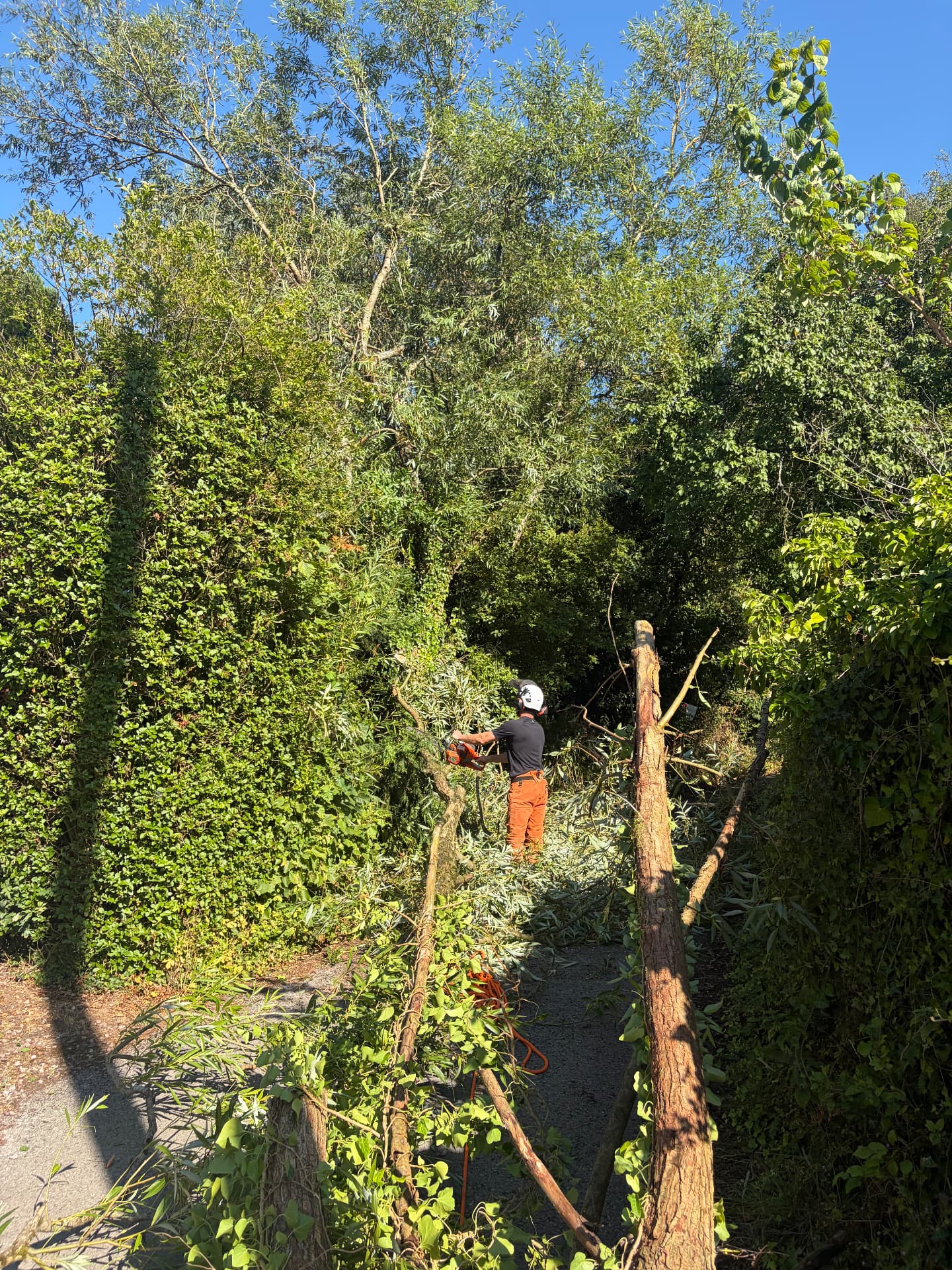 Arborist clearing overgrown willow and scrub with a chainsaw