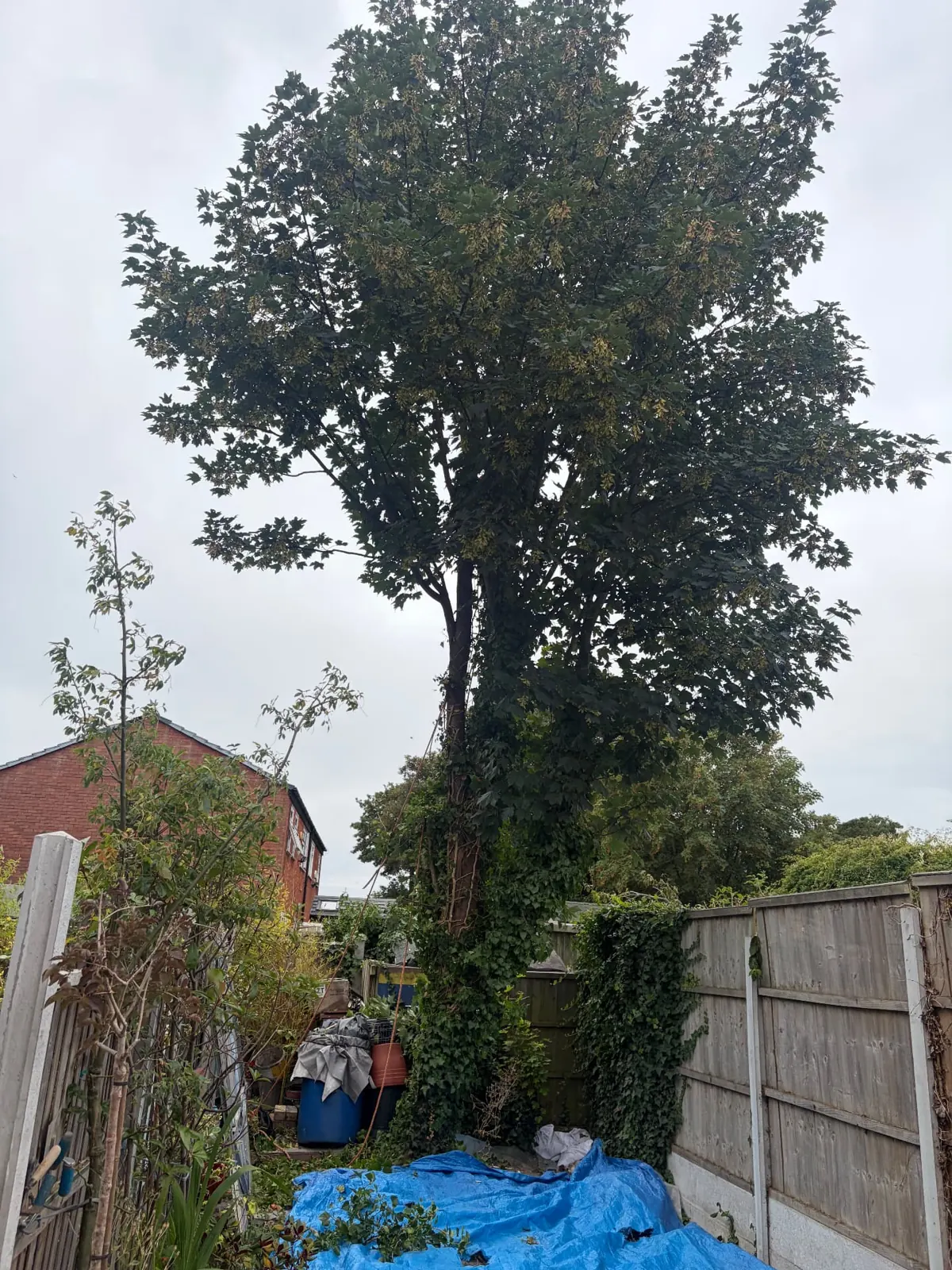 Large sycamore removed from a rear garden by James David Forestry Ltd — before