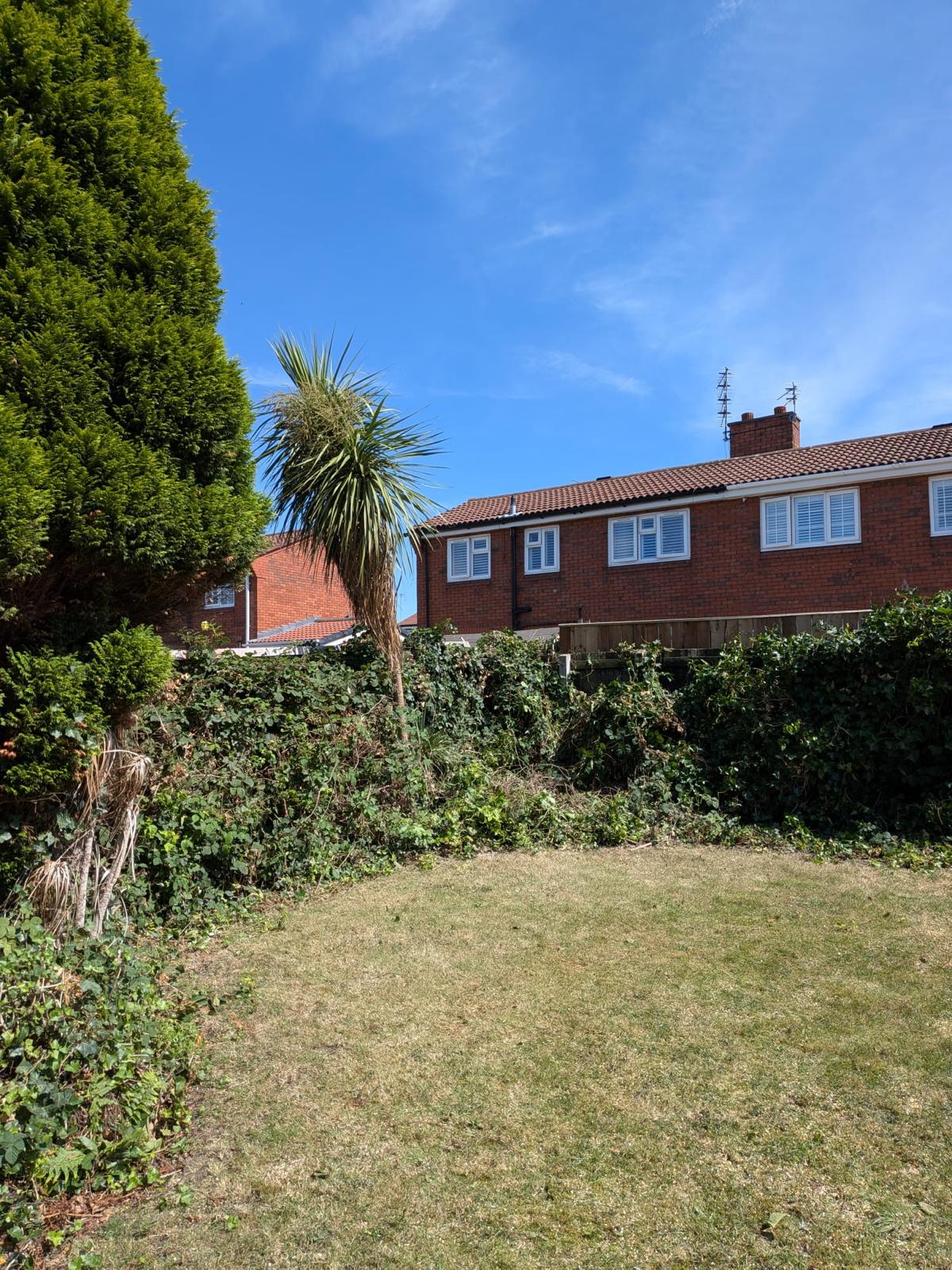 Maple tree removed and boundary hedge cut back by J&D Forestry — after