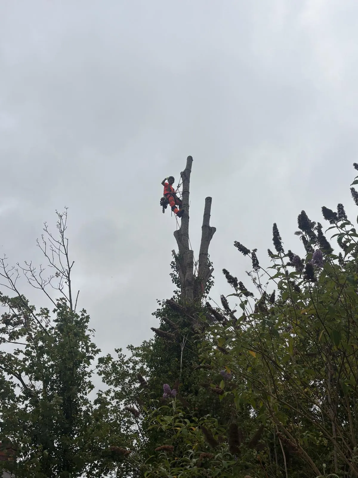 James David Forestry Ltd climber sectioning down a tall tree with a chainsaw