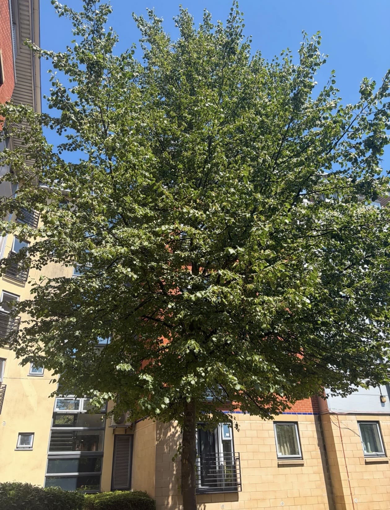 Dense lime tree crown thinned and reduced beside apartments by James David Forestry Ltd — before
