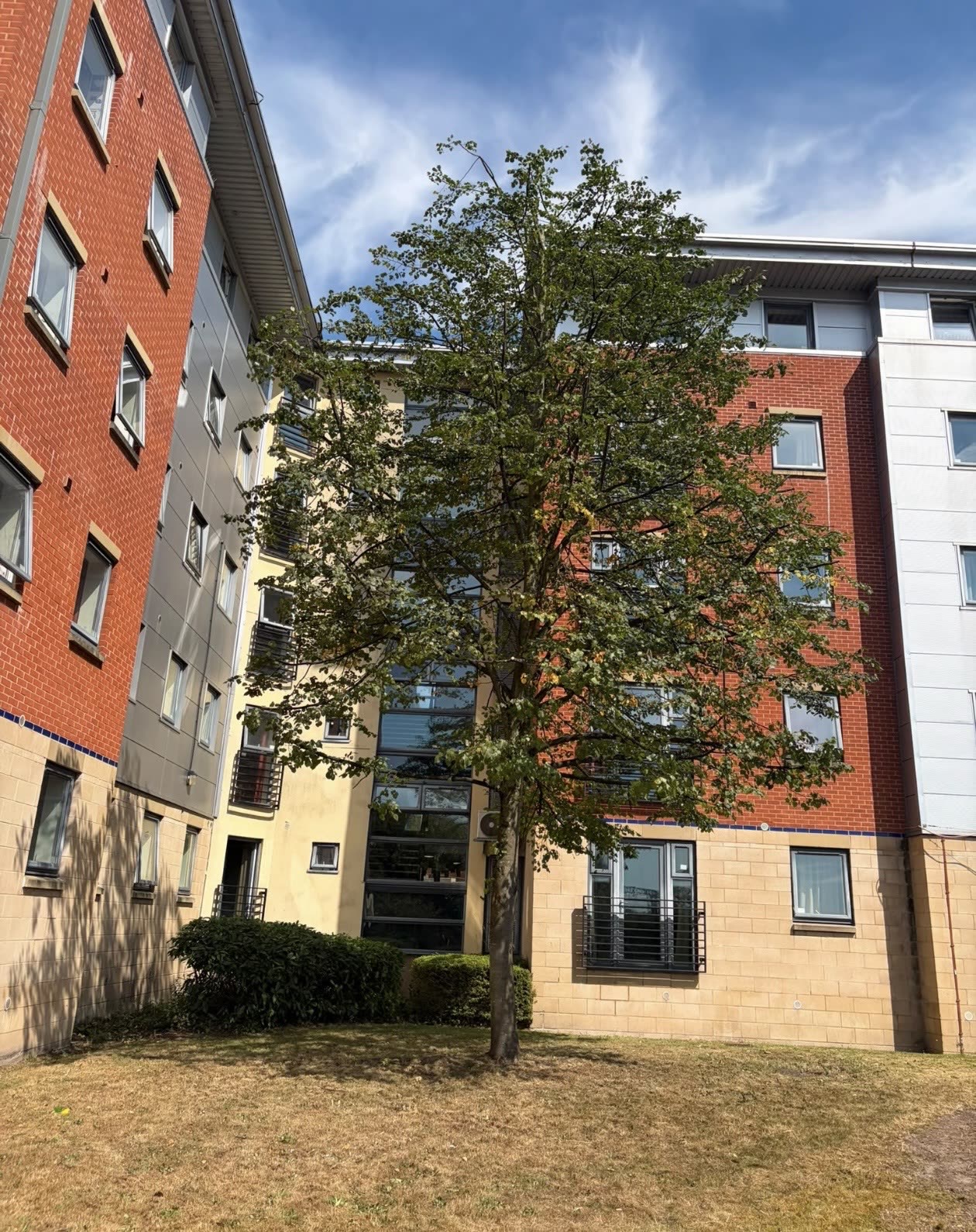Dense lime tree crown thinned and reduced beside apartments by James David Forestry Ltd — after