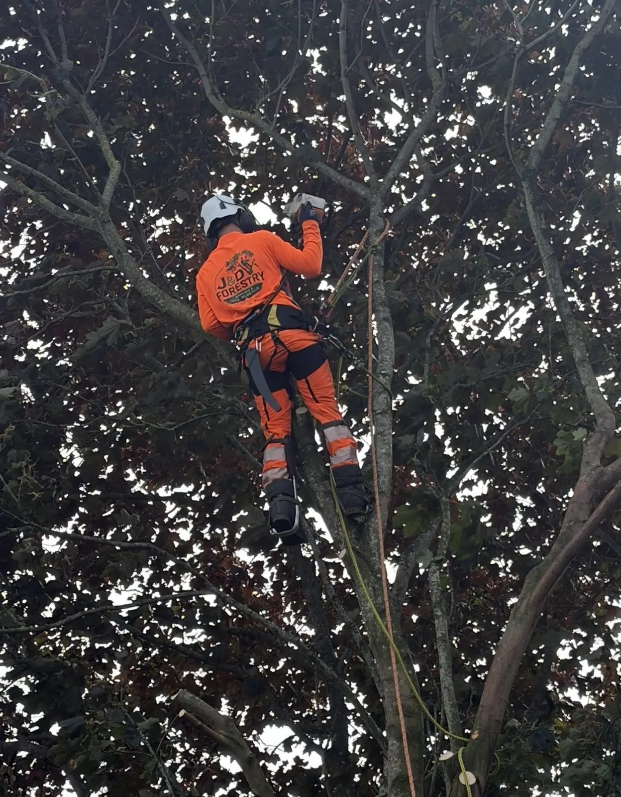 James David Forestry Ltd climber working aloft in a mature broadleaf tree
