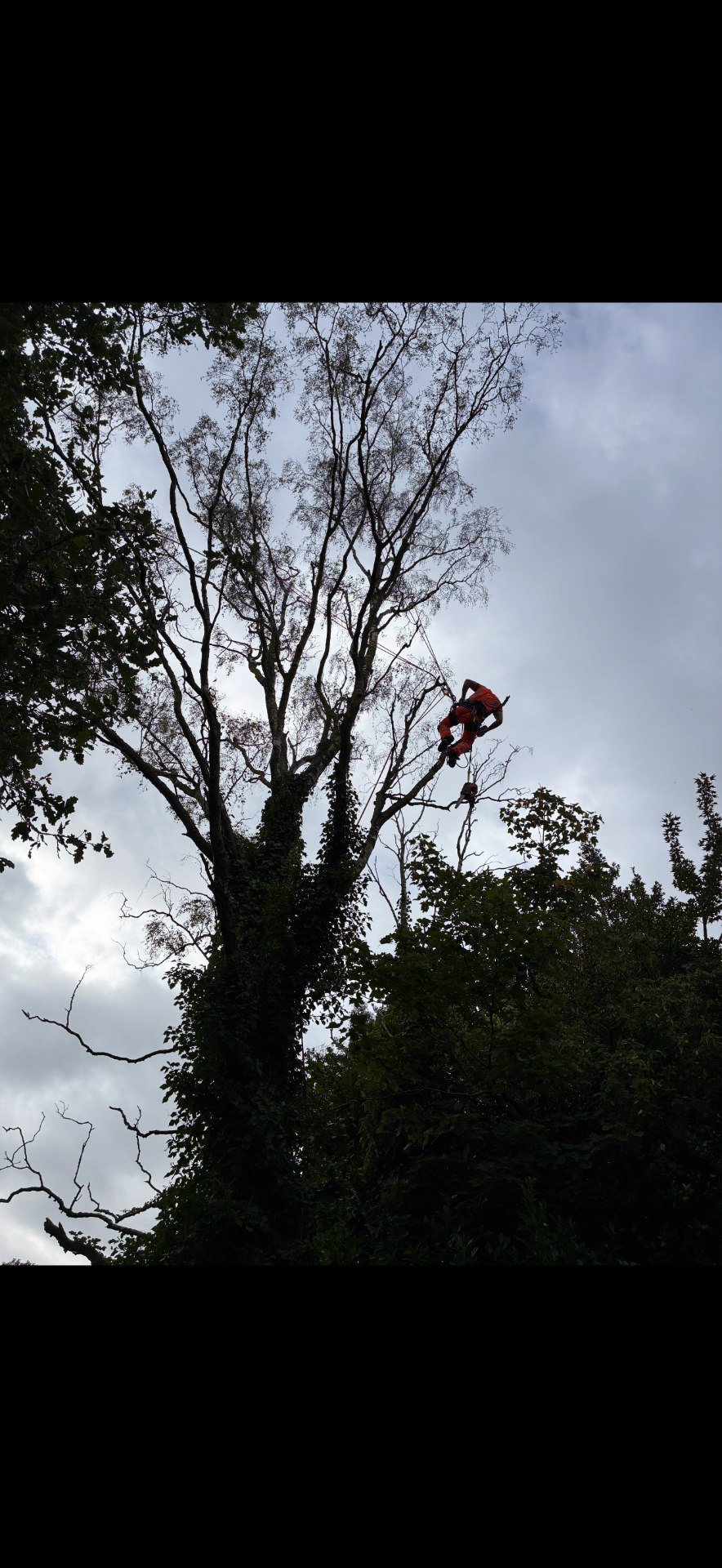 J&D Forestry climber working high in a mature birch tree