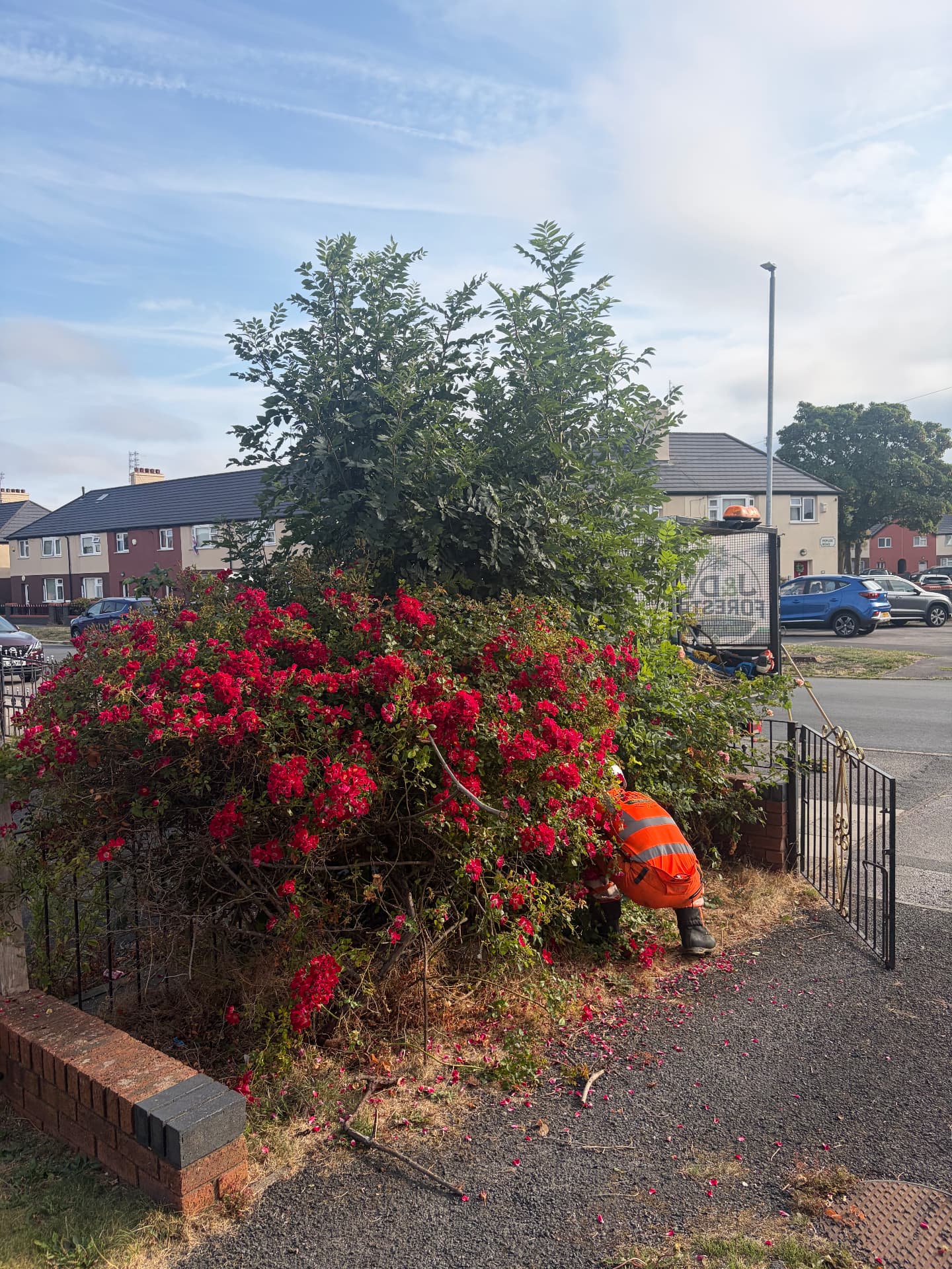 Overgrown front garden shrubs cleared by J&D Forestry — before