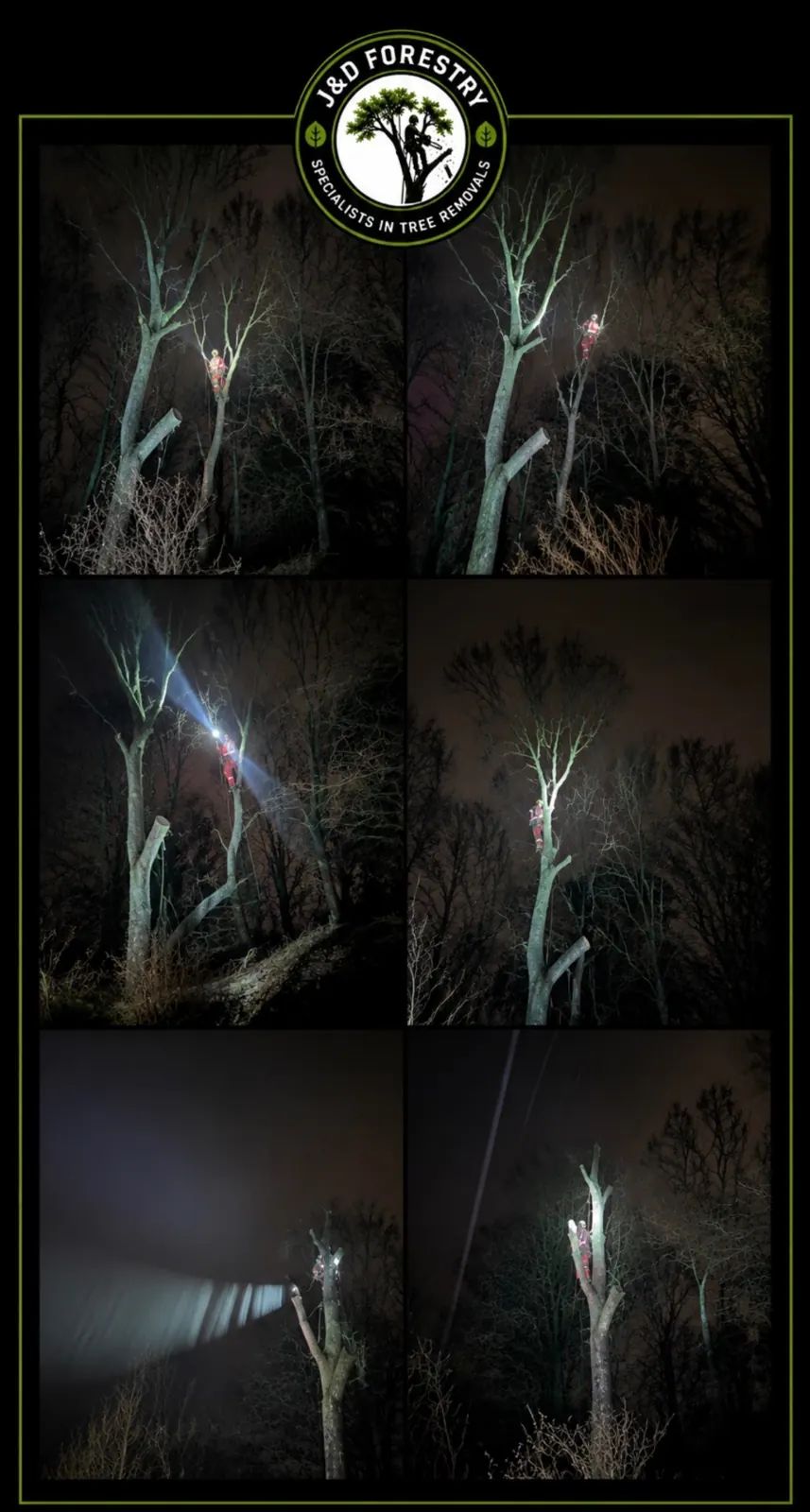 James David Forestry Ltd climber working at night