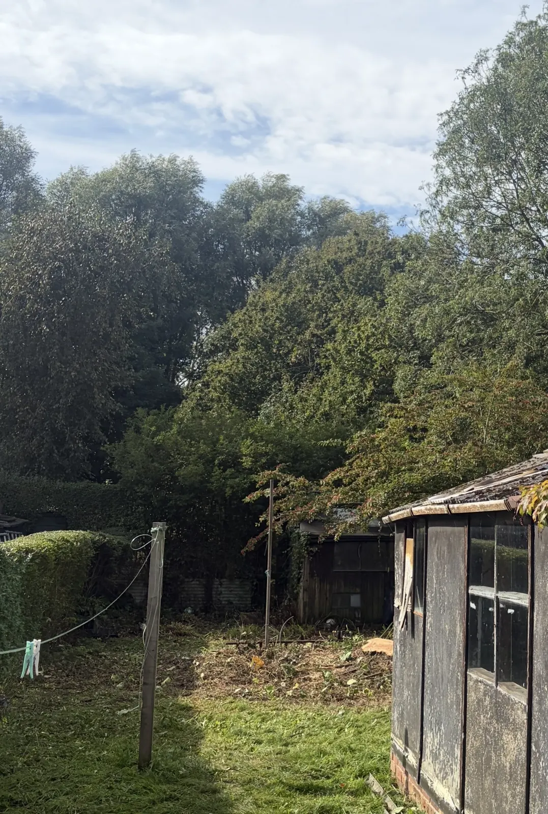 Large garden conifer removed beside an outbuilding by James David Forestry Ltd — after