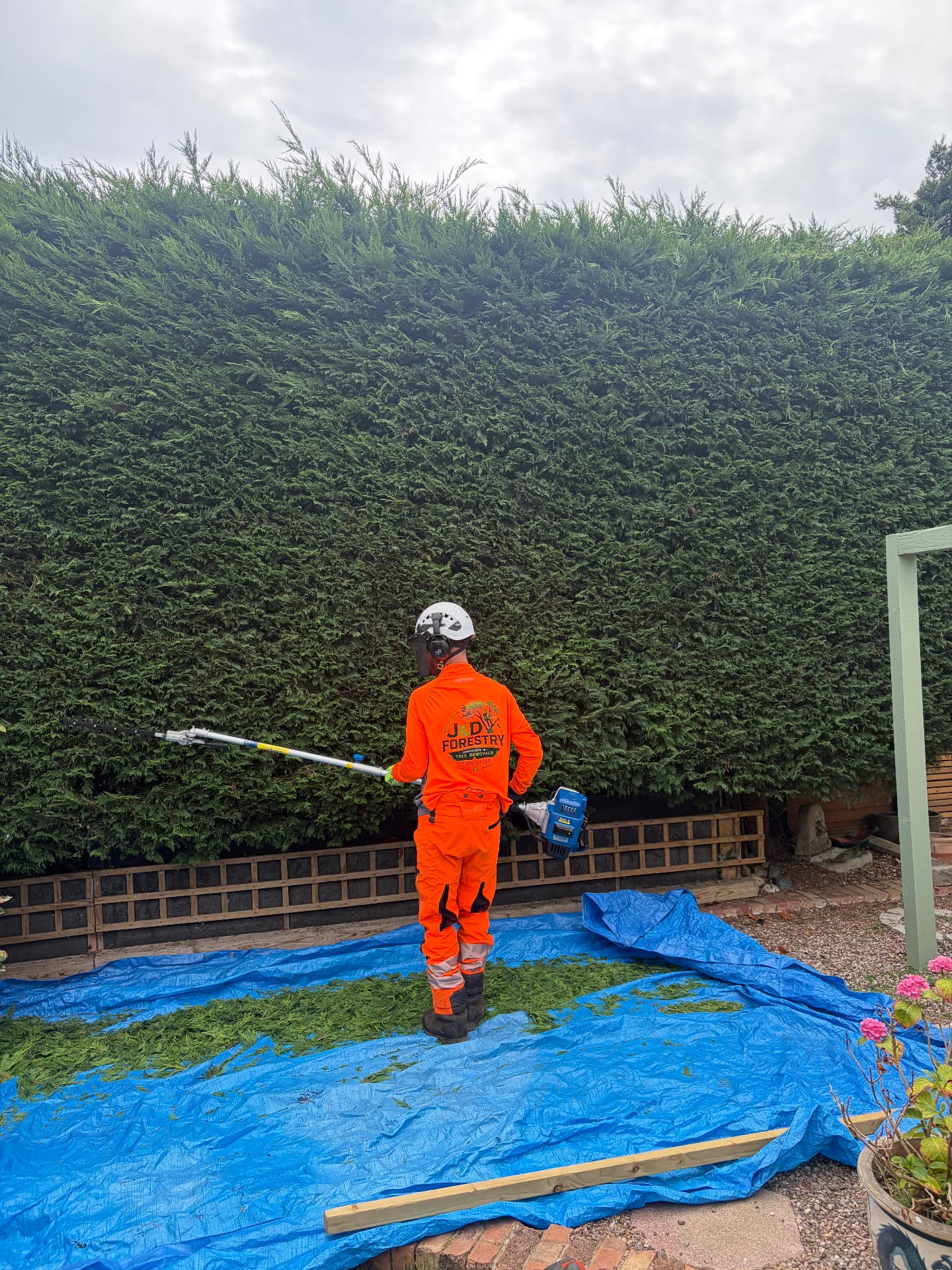 J&D Forestry operator trimming a tall conifer hedge with a pole saw