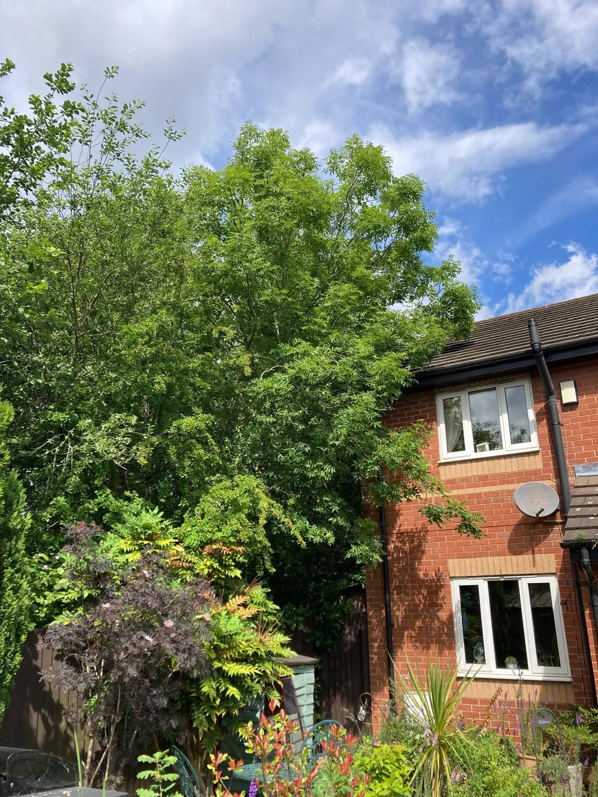 Ash tree crown reduction by James David Forestry Ltd — before