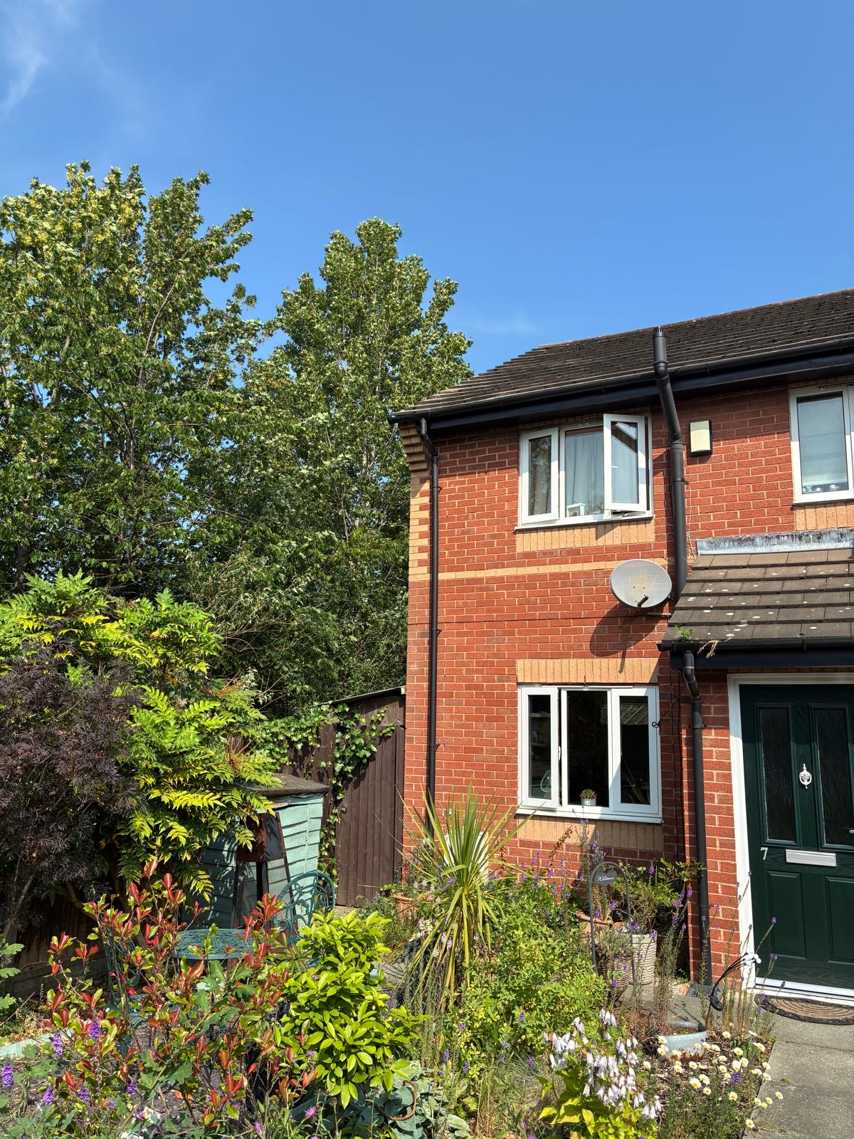 Ash tree crown reduction by J&D Forestry — after
