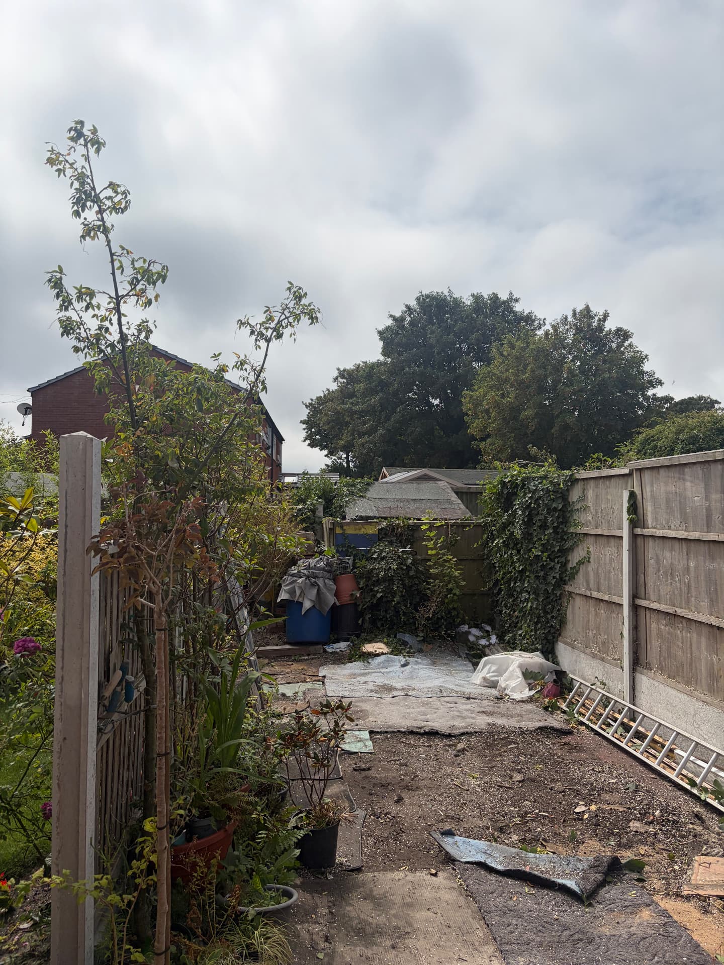 Large sycamore removed from a rear garden by J&D Forestry — after