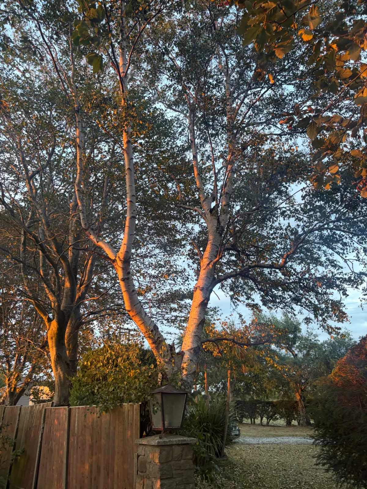 Overgrown garden thinned and opened up by James David Forestry Ltd — after