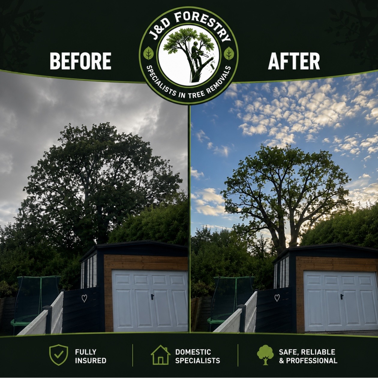 Before and after of a large oak tree given a careful crown reduction