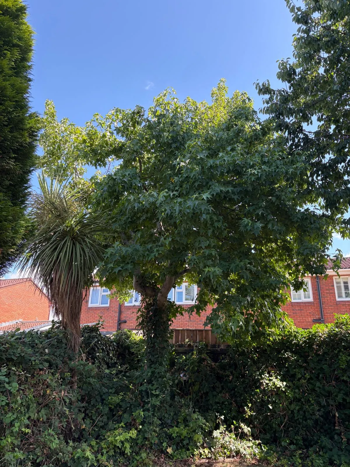Maple tree removed and boundary hedge cut back by James David Forestry Ltd — before