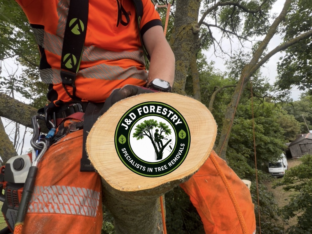 Freshly cut log round held by a J&D Forestry climber in the canopy