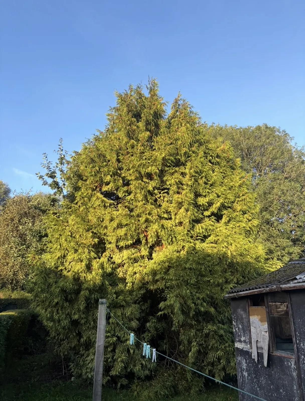 Large garden conifer removed beside an outbuilding by James David Forestry Ltd — before