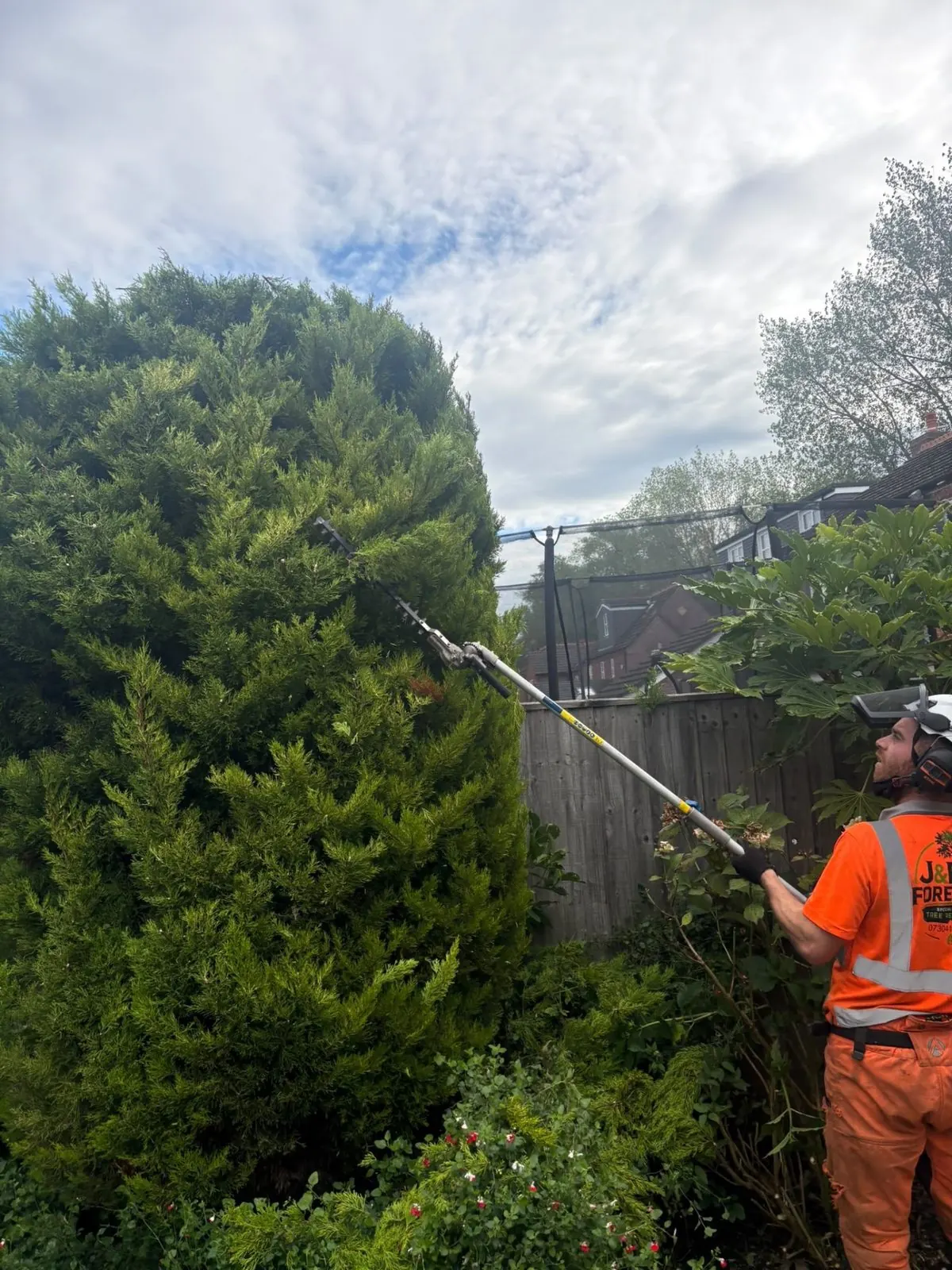 James David Forestry Ltd arborist trimming a tall garden conifer with a pole saw