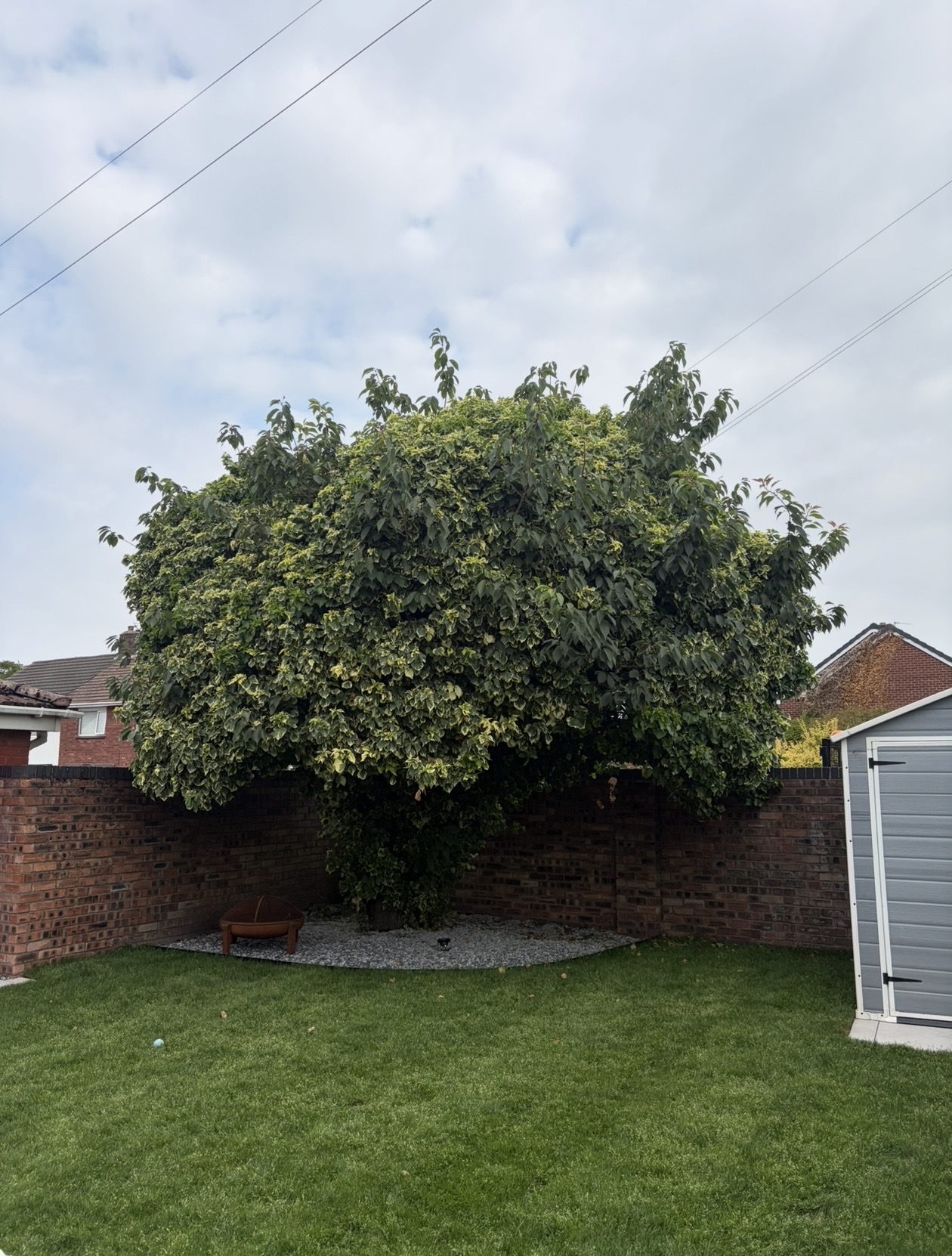 Overgrown garden tree reshaped by J&D Forestry — after
