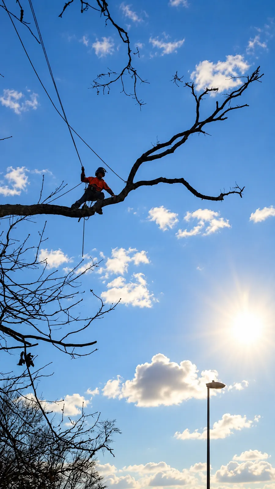 James David Forestry Ltd climber carrying out tree work