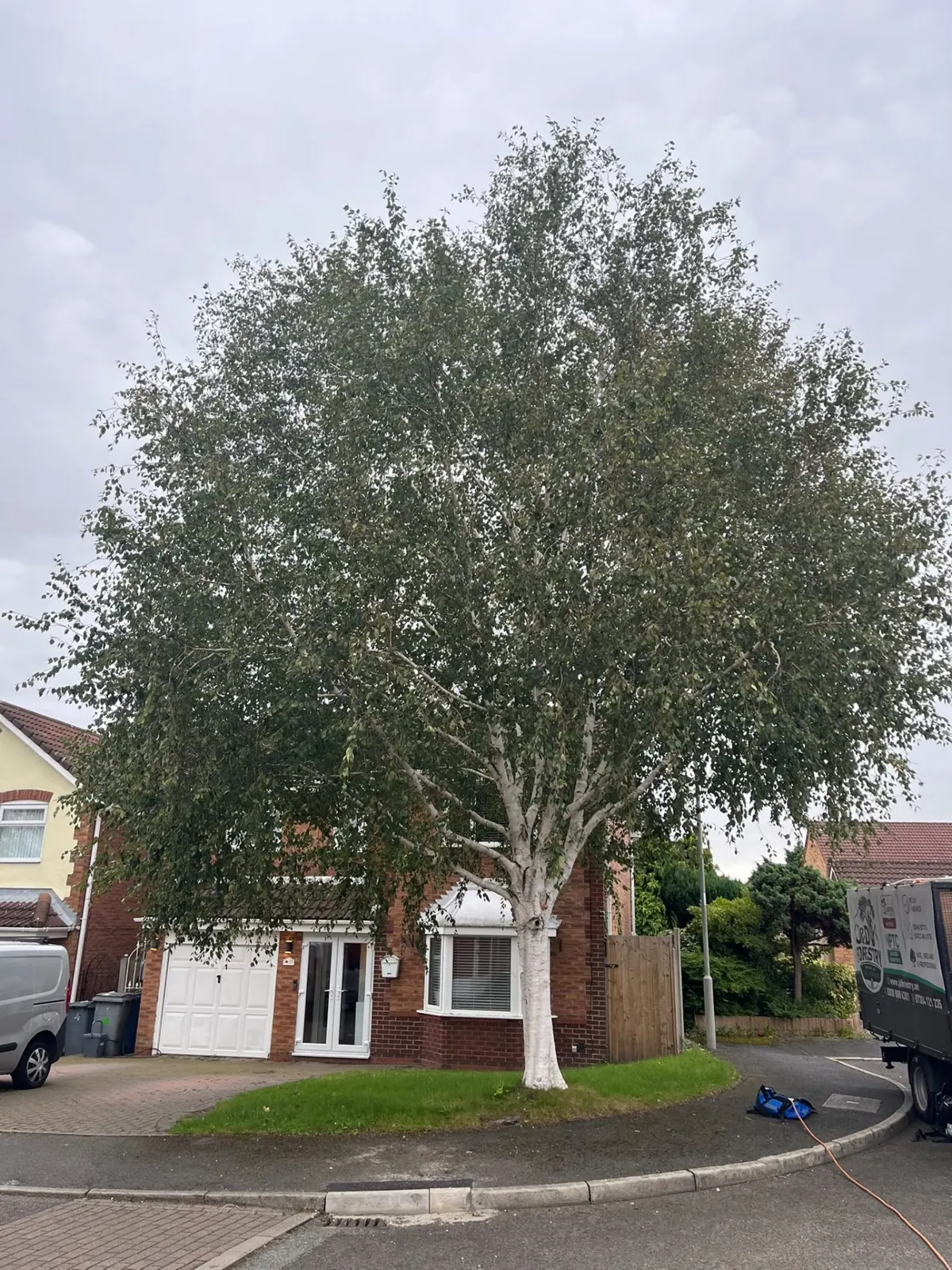 Silver birch thinning before work