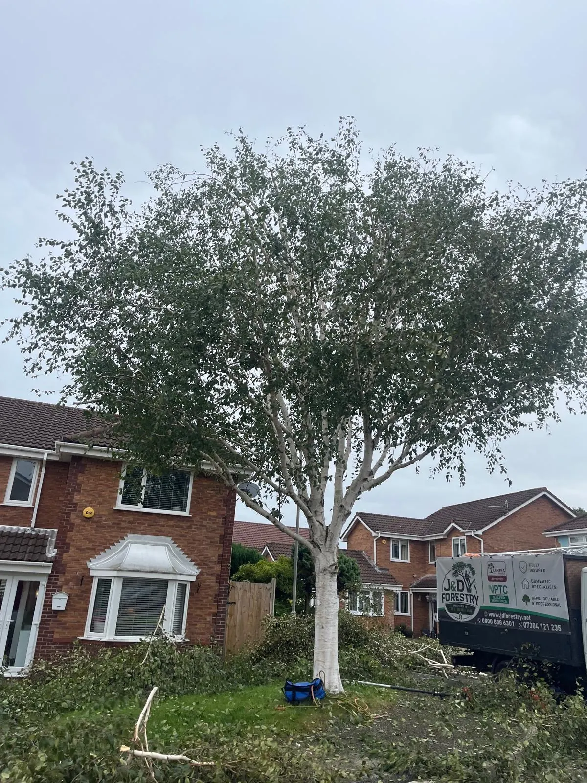 Silver birch thinning after work by James David Forestry Ltd