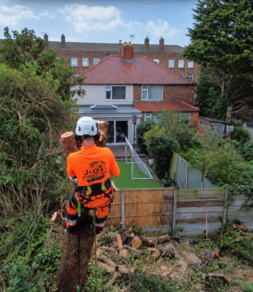 James David Forestry Ltd climber topping a conifer overlooking a Liverpool garden