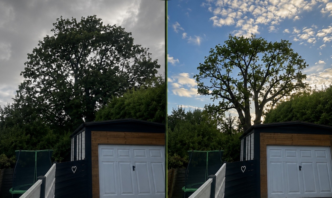 Before and after of a large oak tree given a careful crown reduction