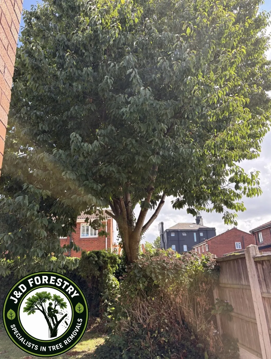 Large cherry tree removed and garden opened up by James David Forestry Ltd — before