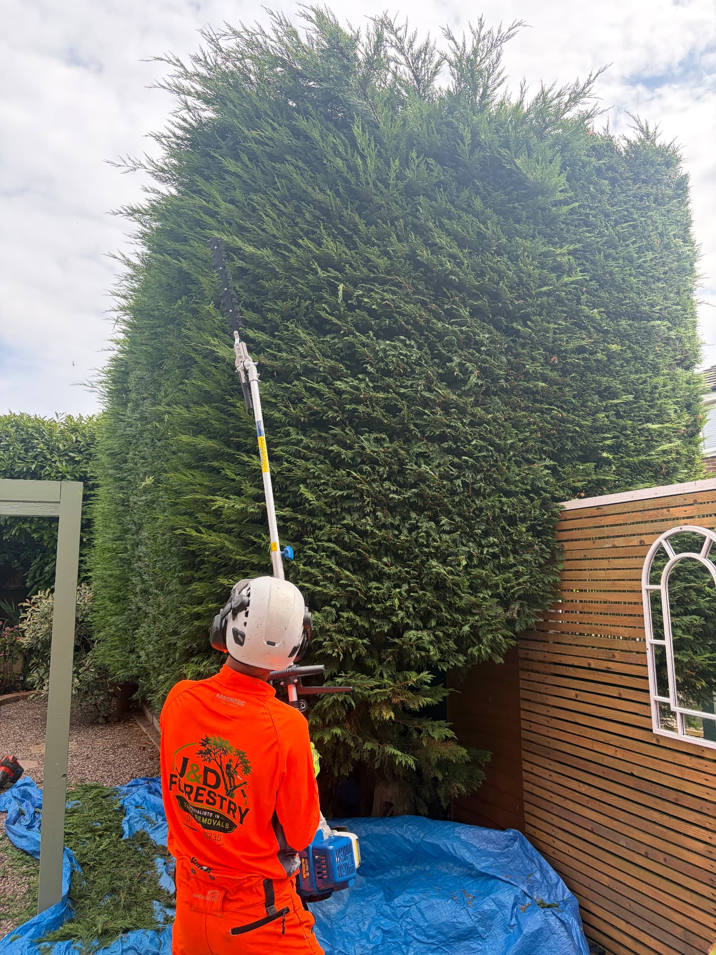 Tall leylandii hedge being topped and reshaped by J&D Forestry